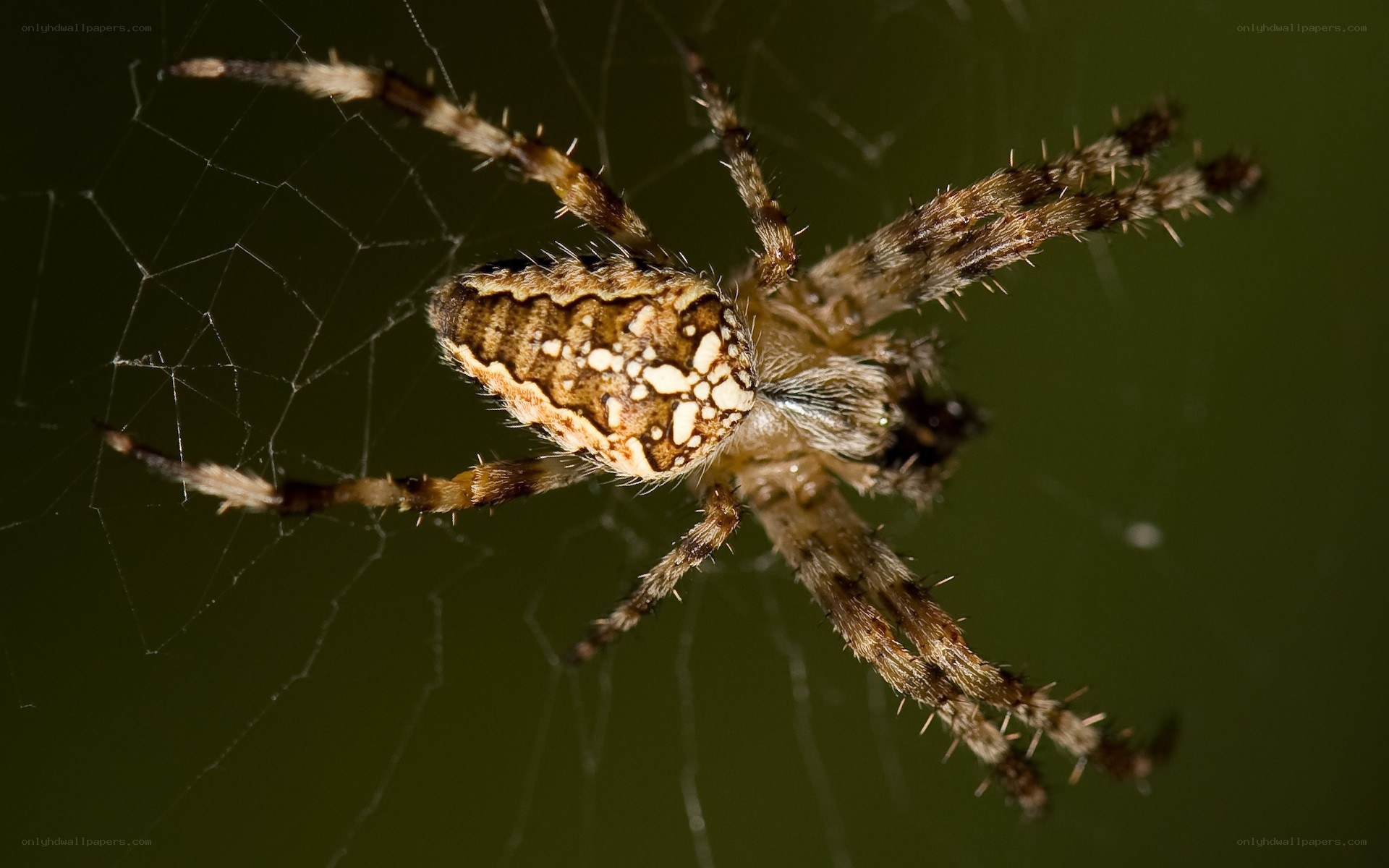 spider on a web