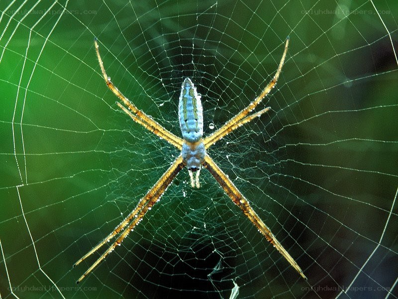 Spider on a web