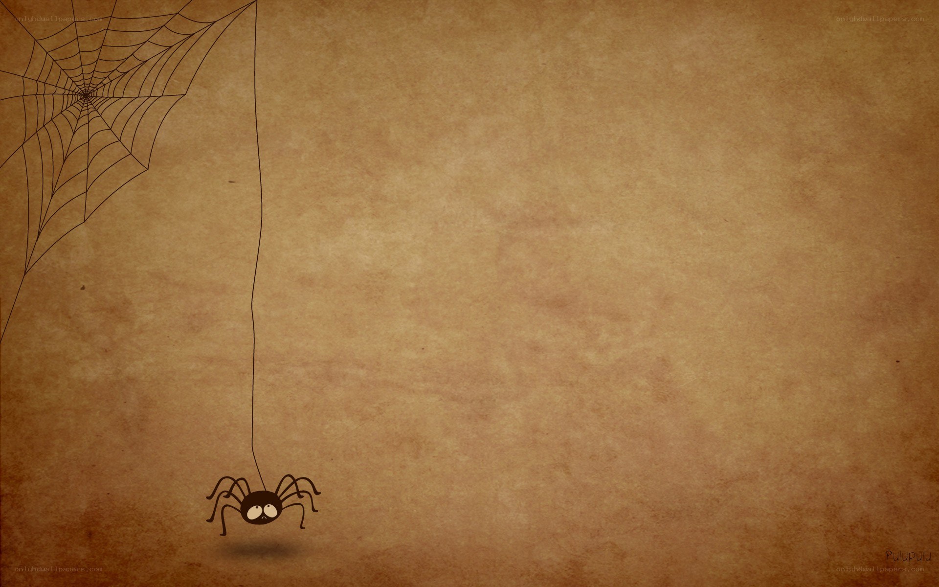 spider on a web