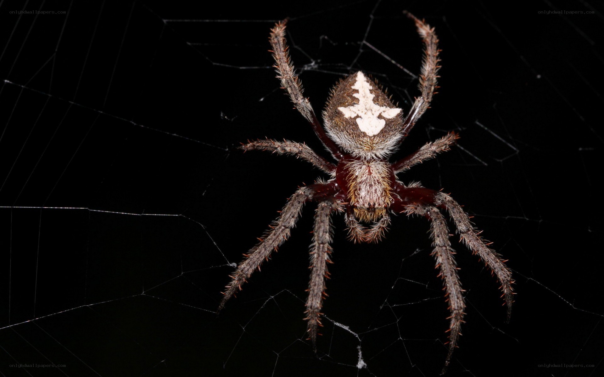 spider on a web