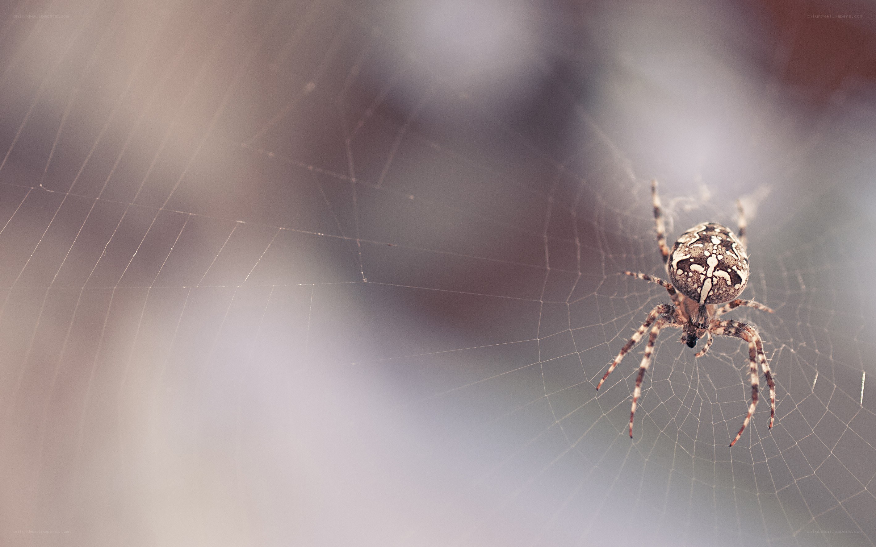 spider on a web