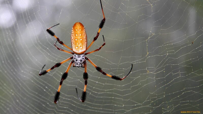 spider on a web