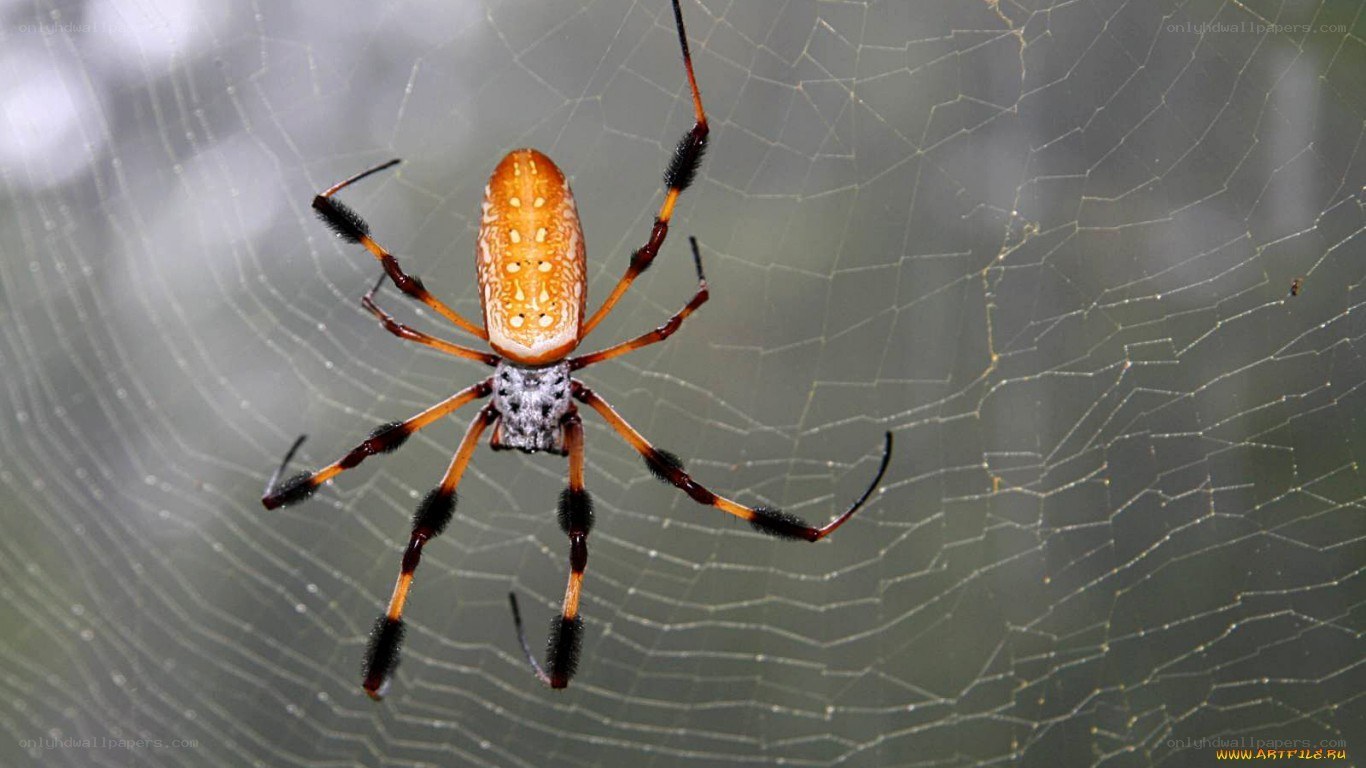 spider on a web