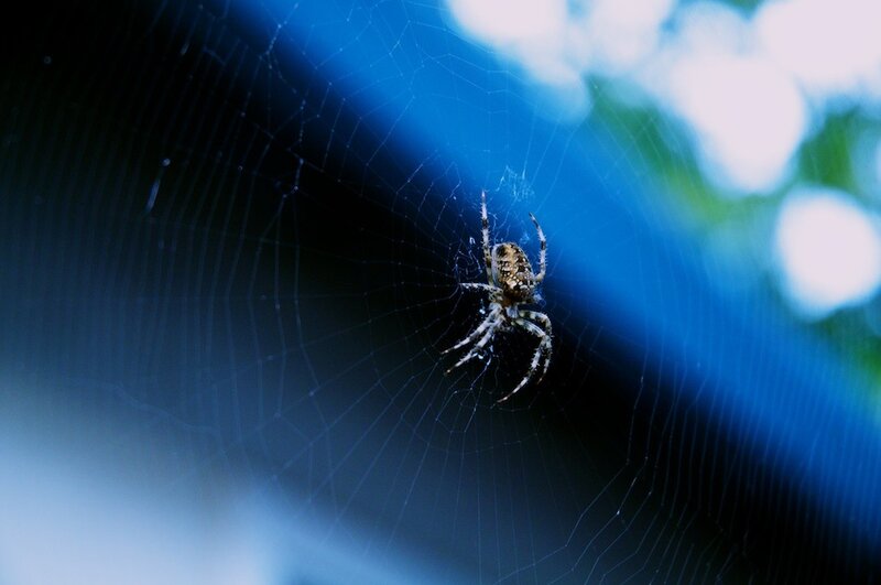 spider on a web