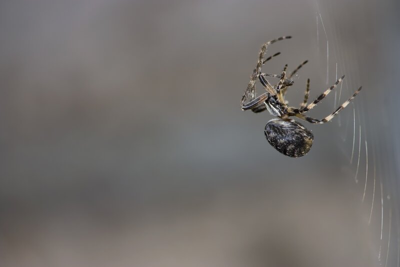 spider on a web