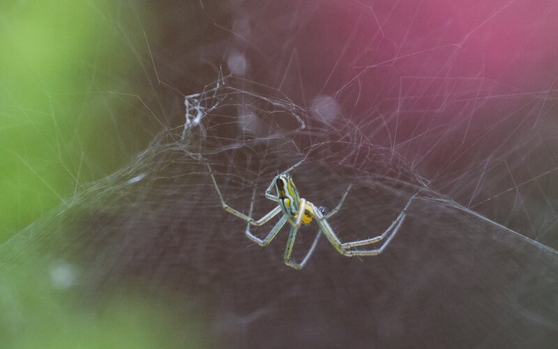 Spider on a web