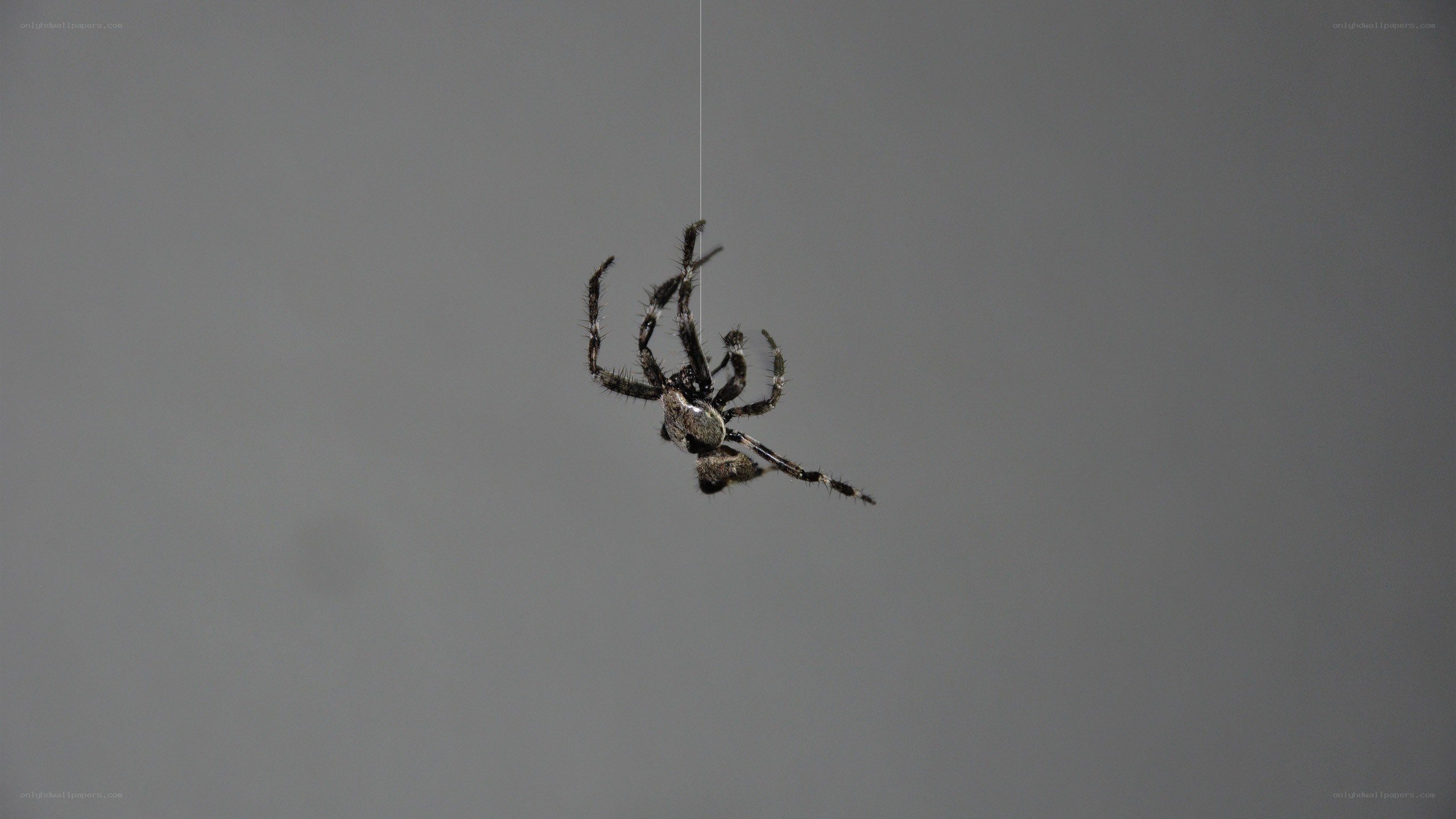Spider on a web