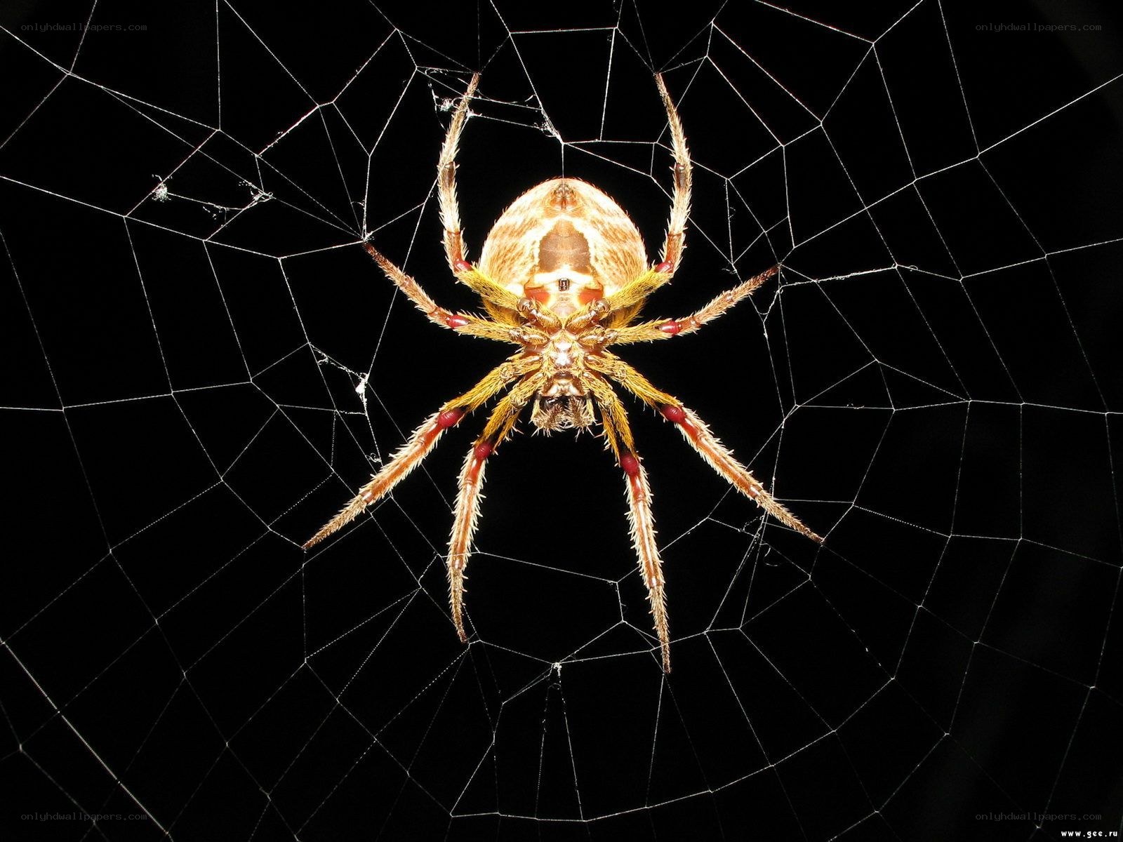 spider on a web