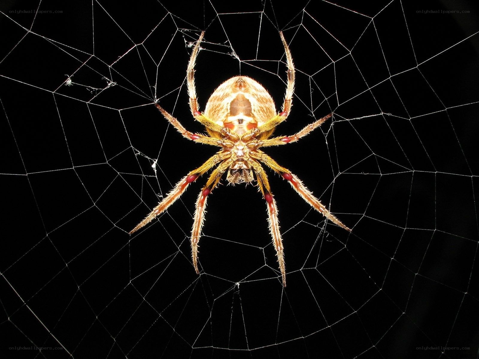 spider on a web