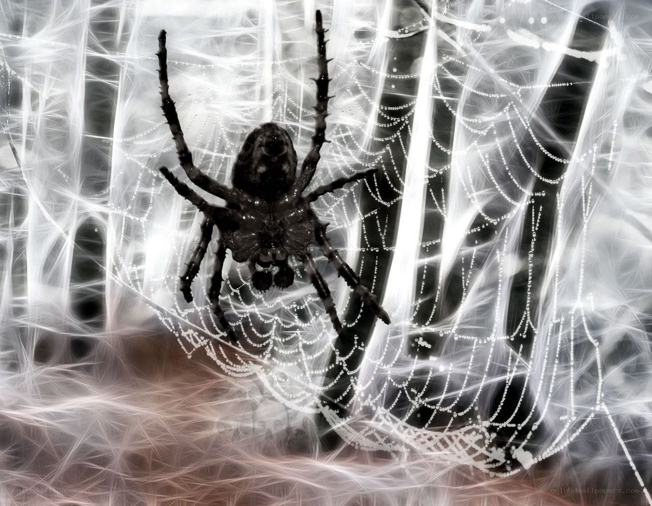 Spider on a web