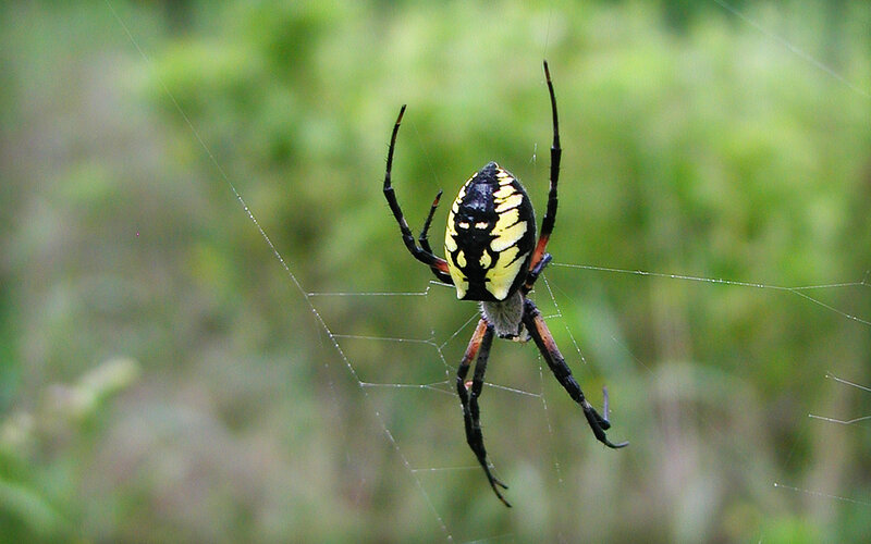 spider on a web