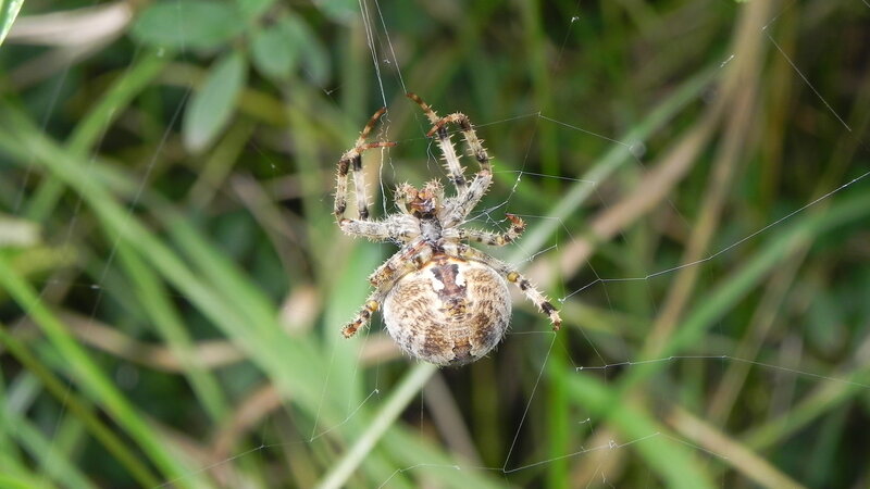 spider on a web