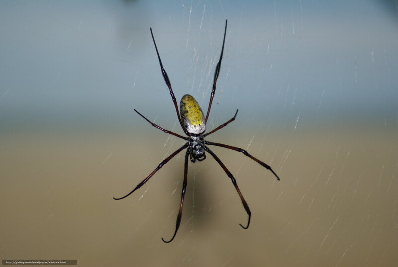spider on a web