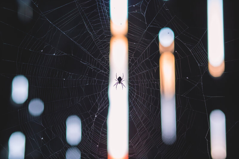 Spider on a web at night