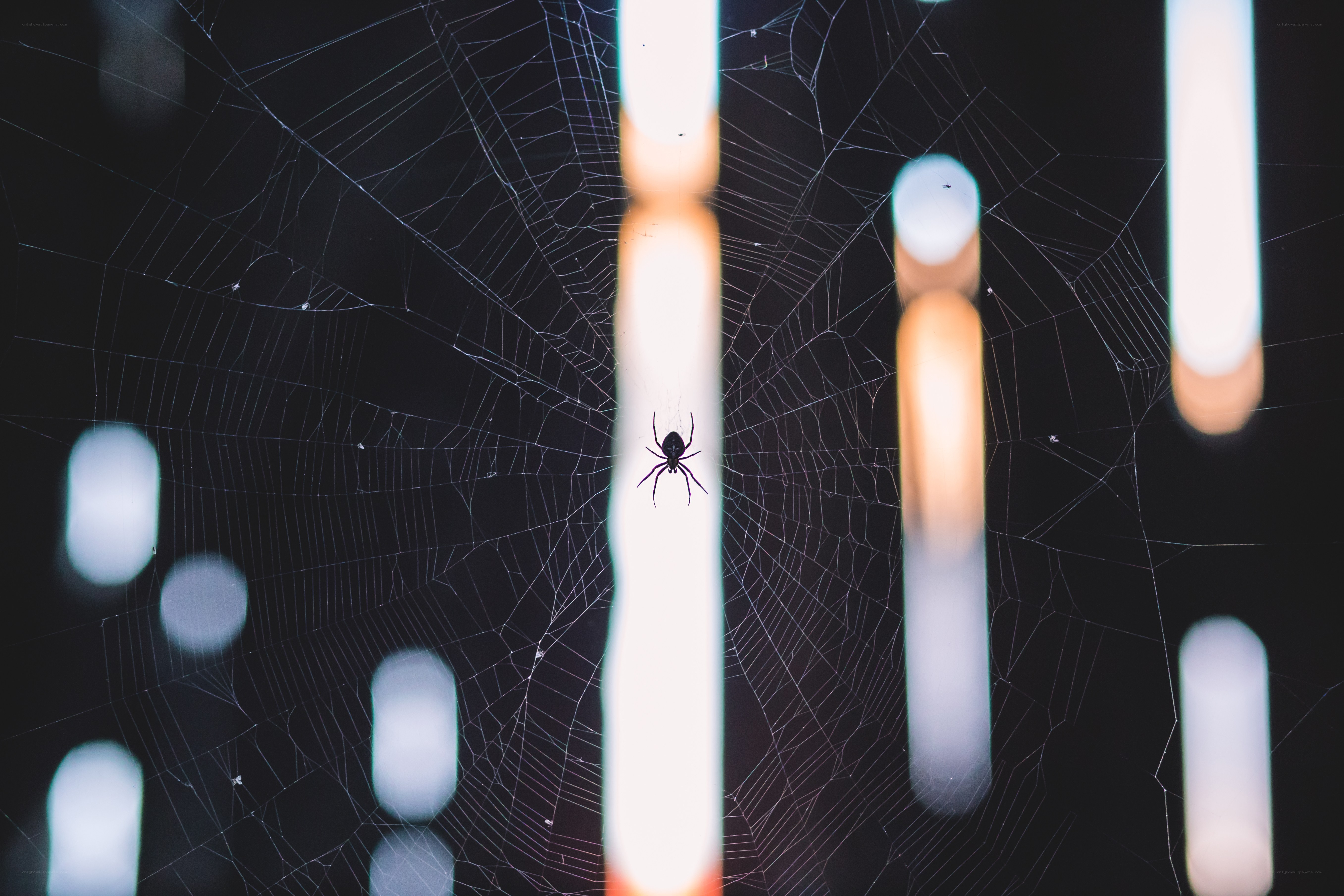 Spider on a web at night