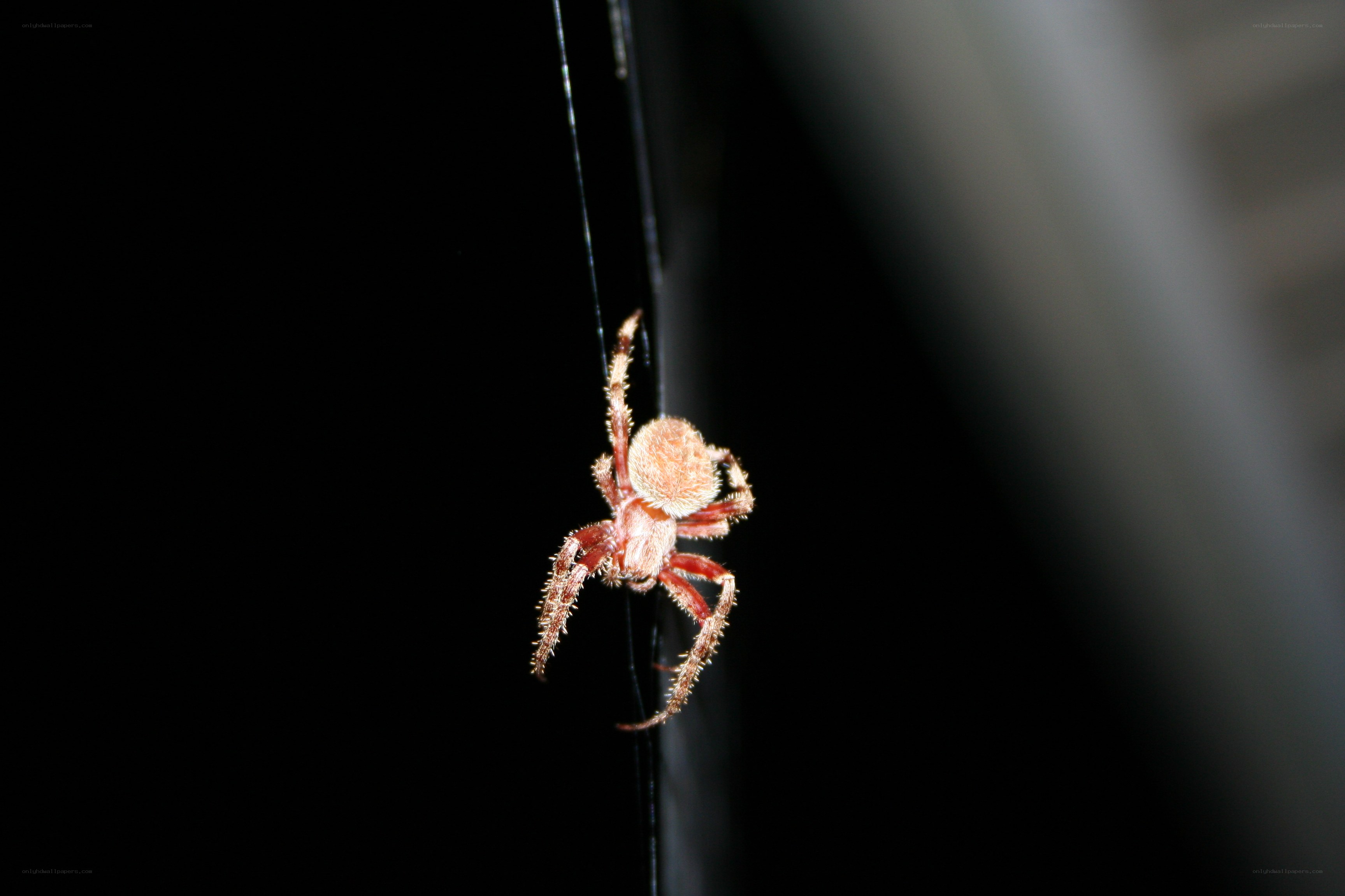 spider on a web at night
