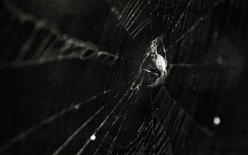 spider on a web at night