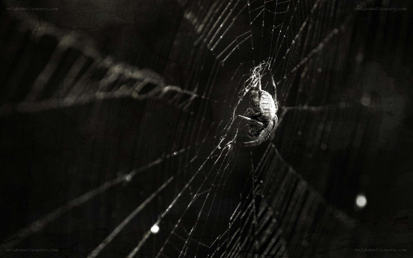 spider on a web at night