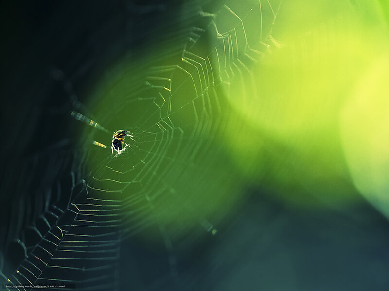 Spider on a web at night