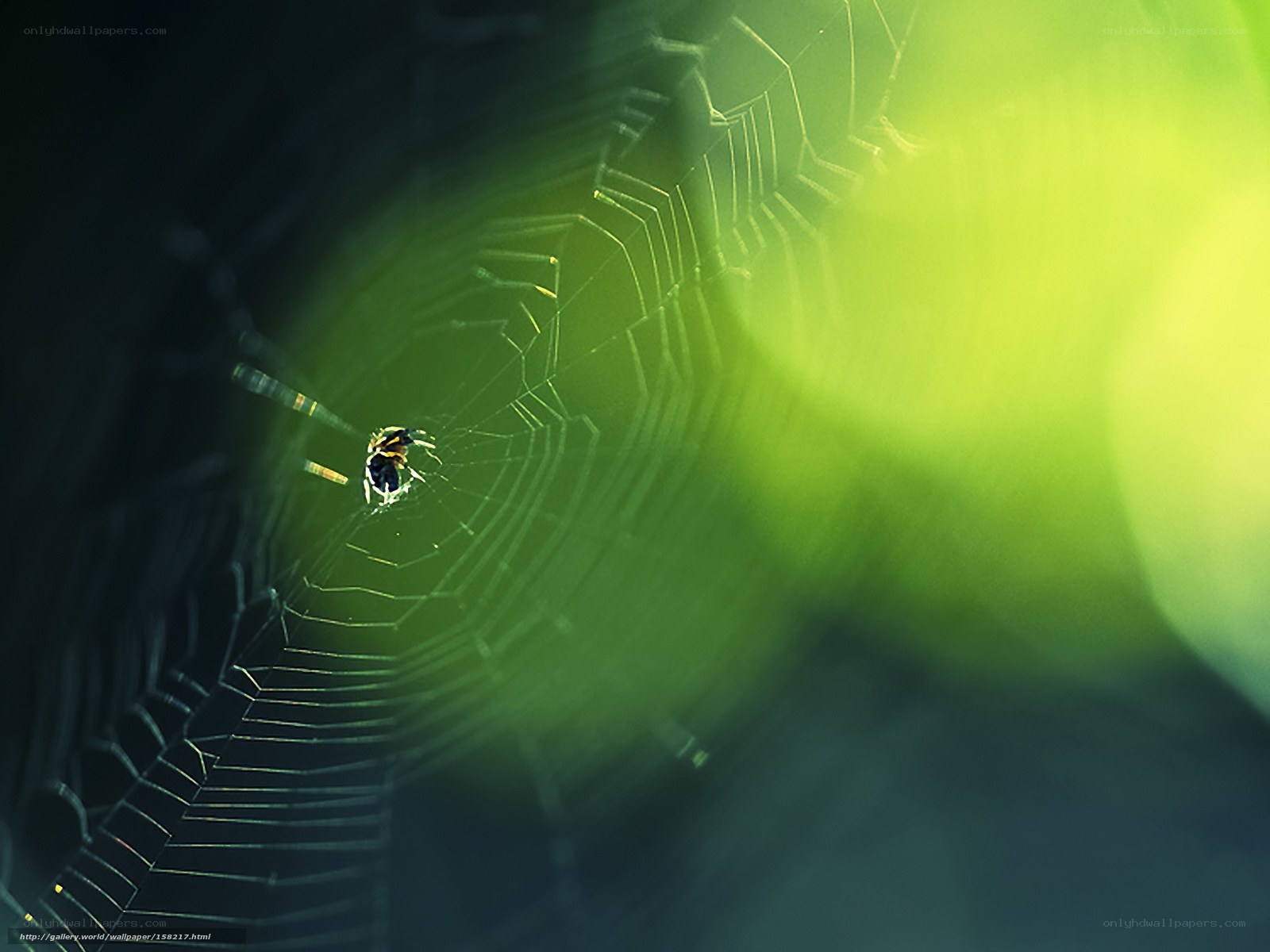 Spider on a web at night
