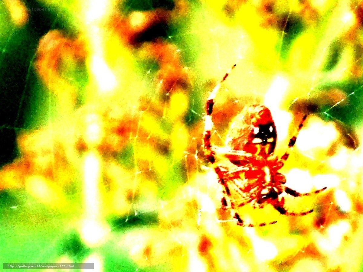Spider on a web in bright light
