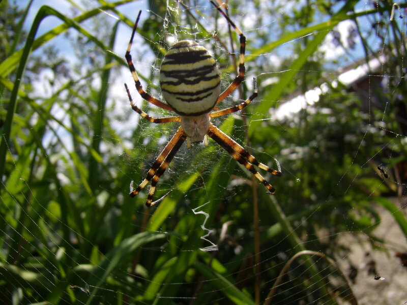 spider on a web in grass