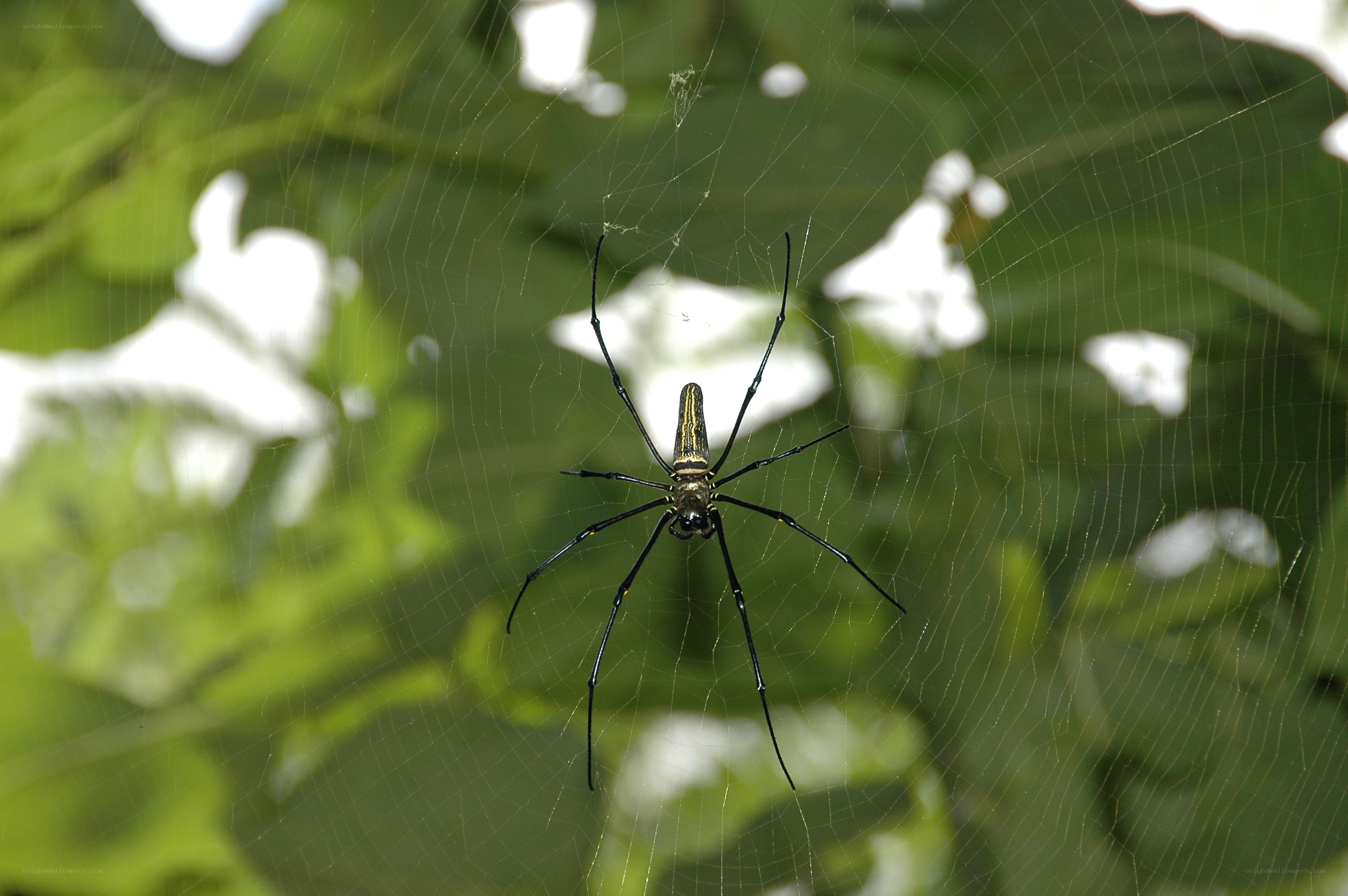 Spider on a web in nature