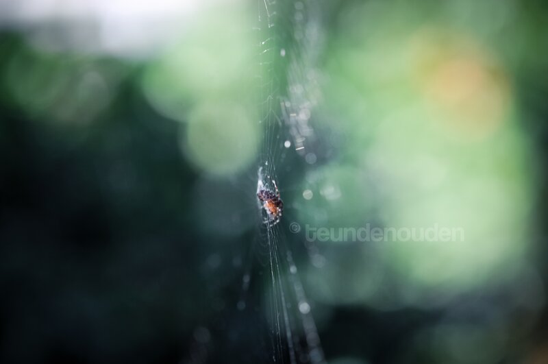 Spider on a web in nature