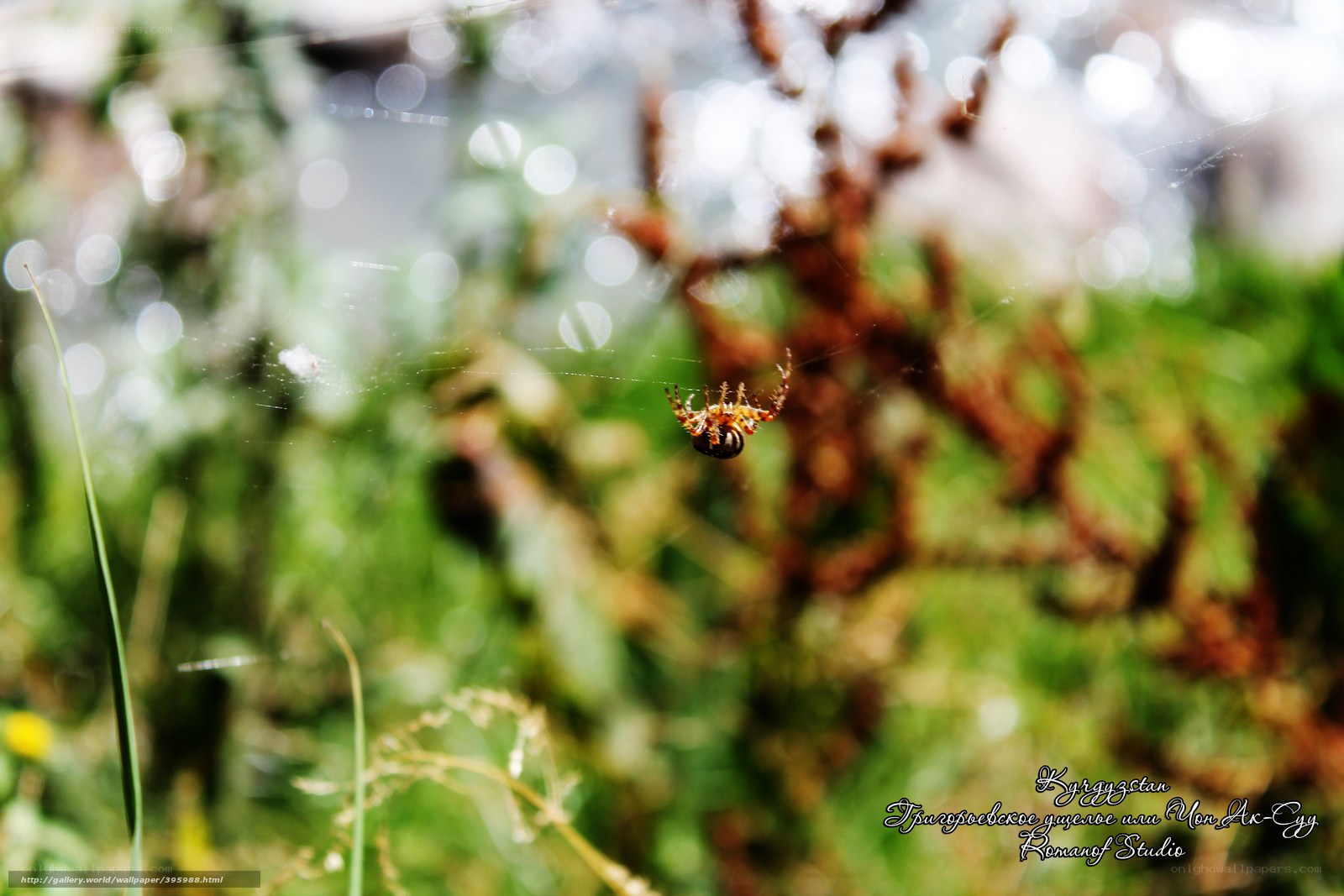 Spider on a web in nature