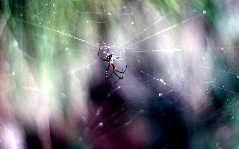 Spider on a web in sunlight