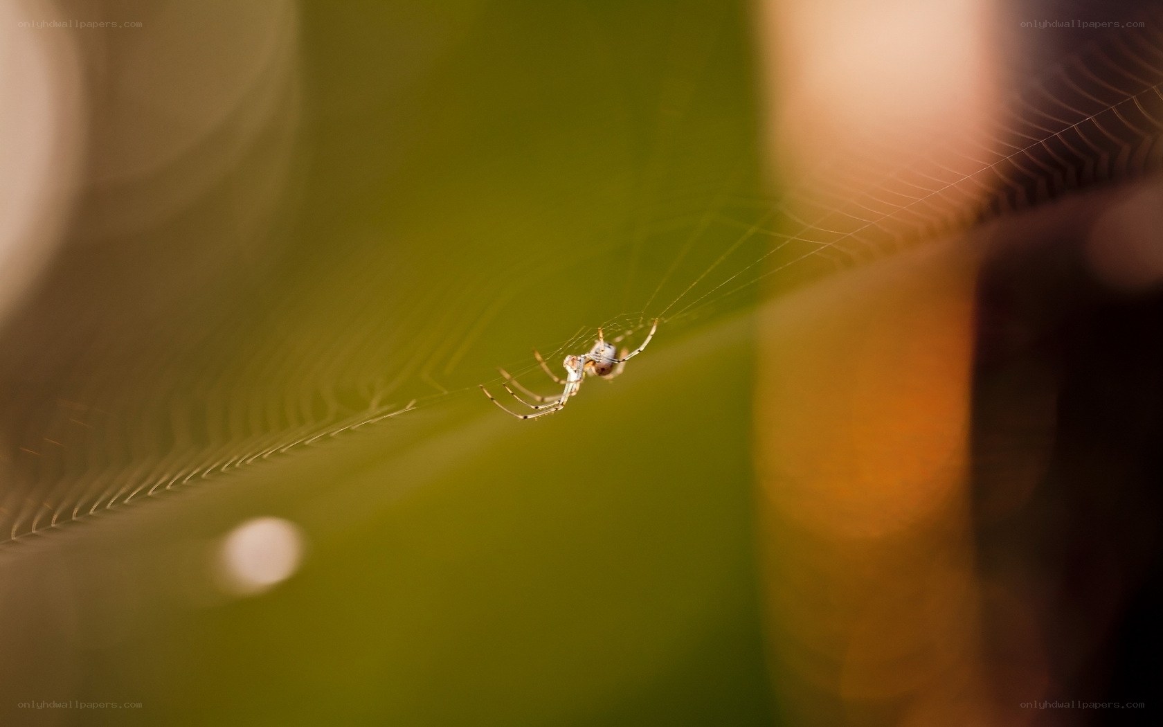 Spider on a web in sunlight
