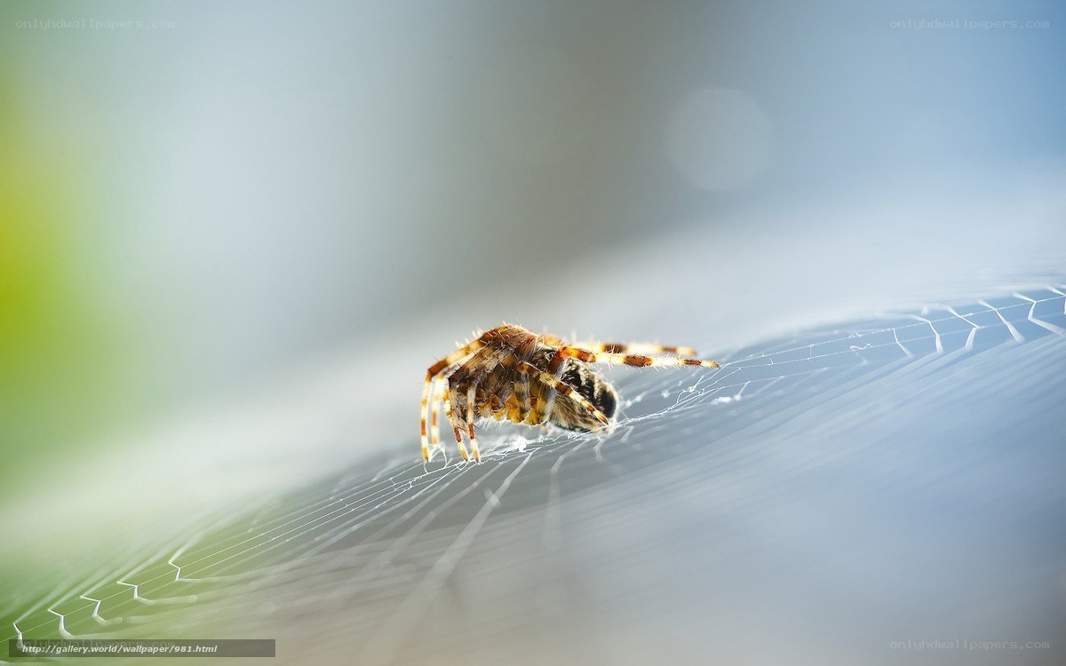 Spider on a web
