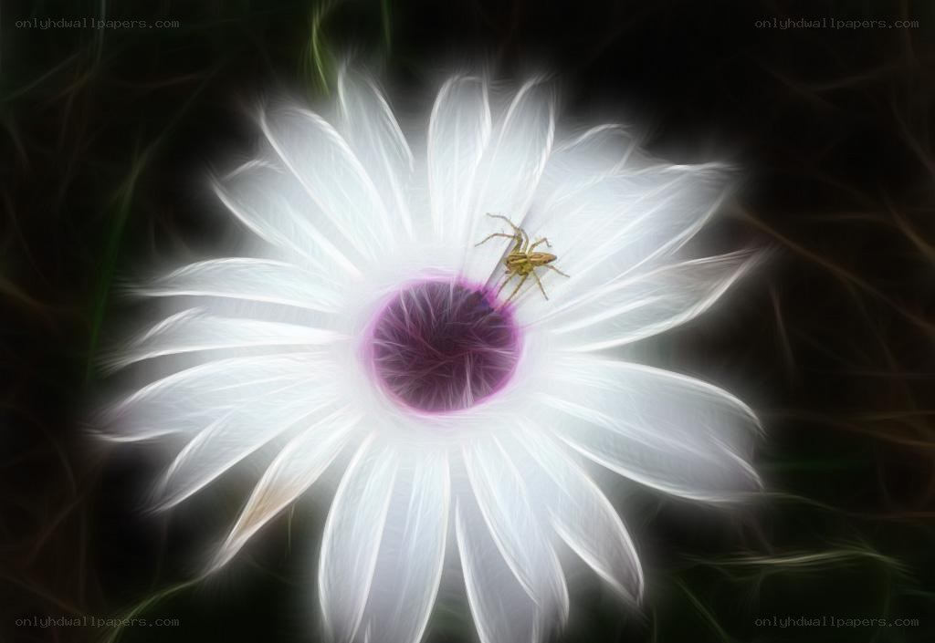 Spider on a white flower