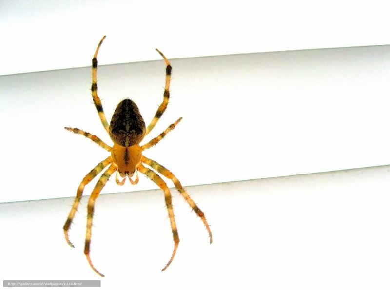 Spider on a white surface