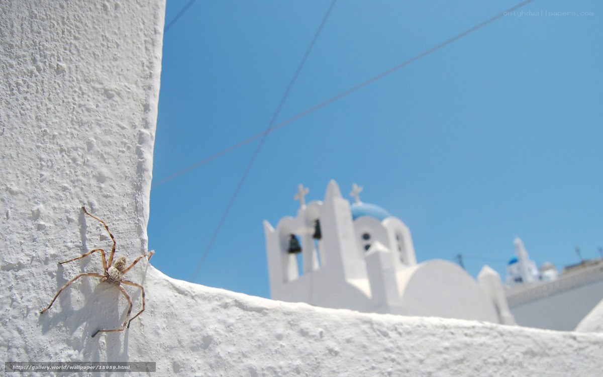Spider on a white wall