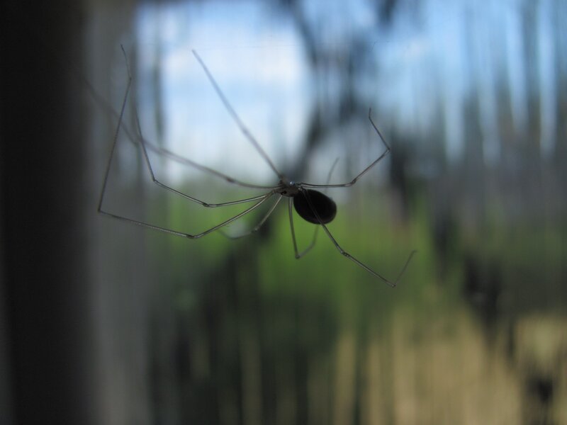 Spider on a window