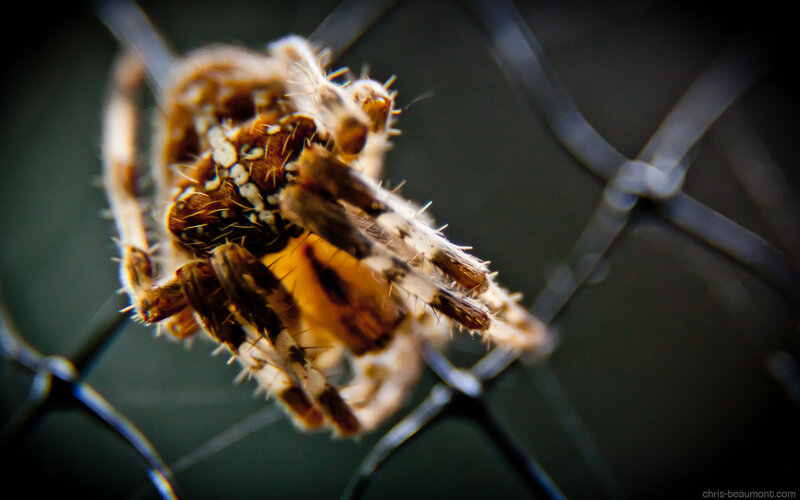 spider on a wire fence