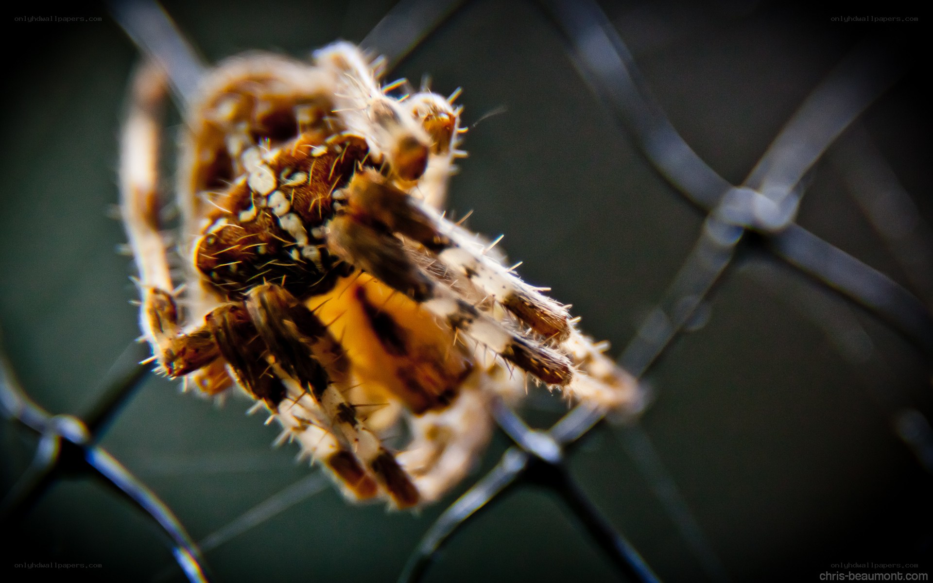 spider on a wire fence