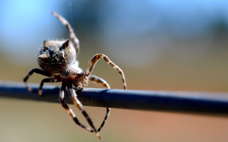 spider on a wire