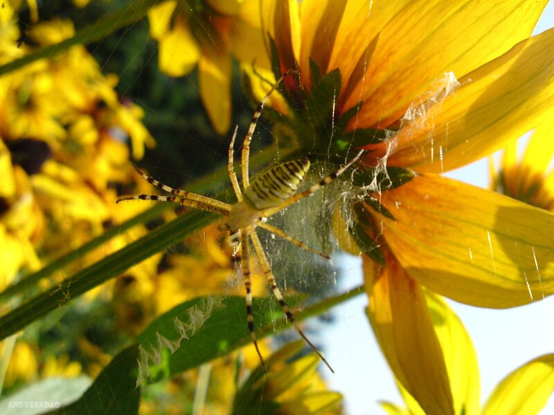 Spider on a yellow flower
