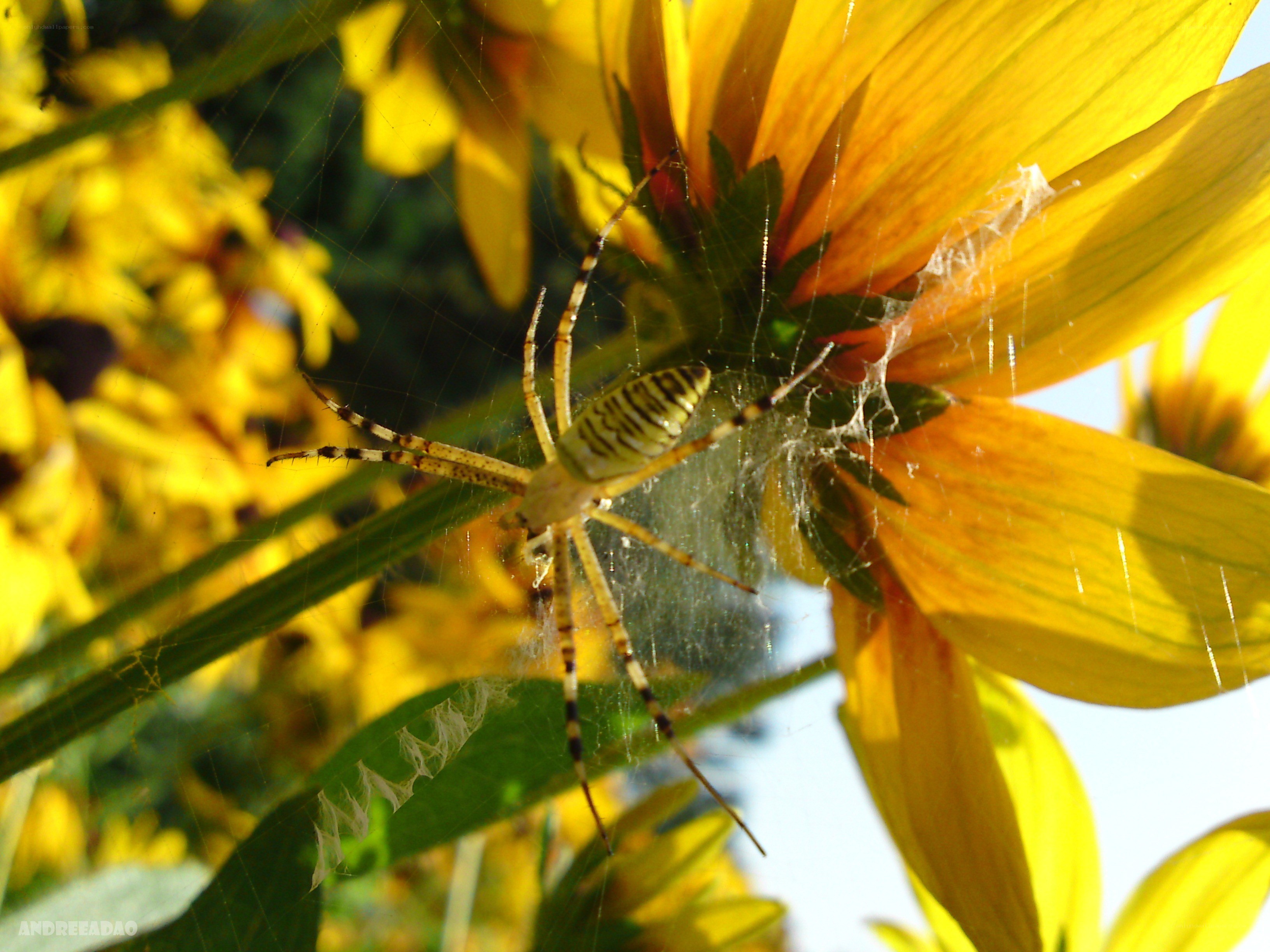 Spider on a yellow flower