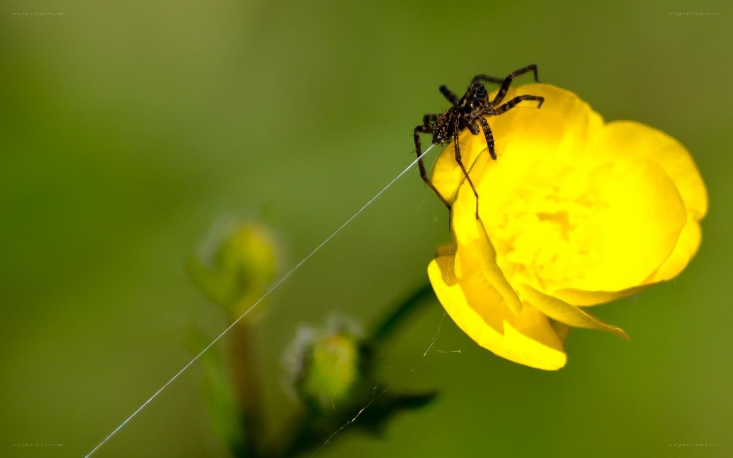 Spider on a yellow flower