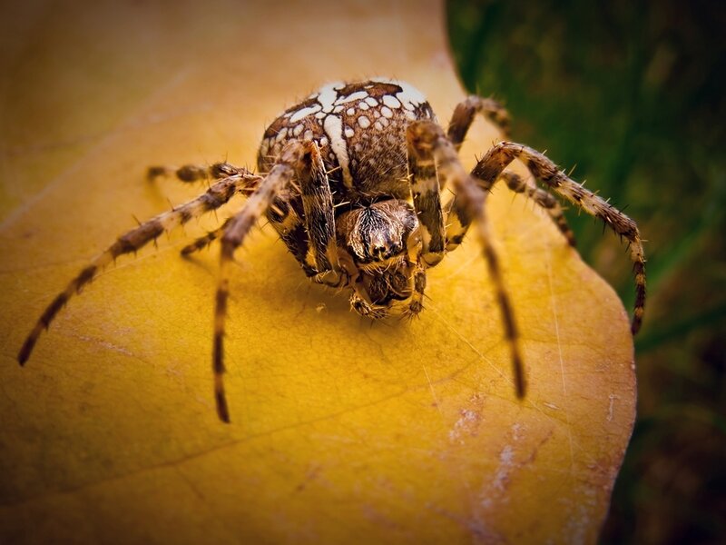 spider on a yellow leaf
