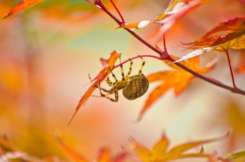 Spider on Autumn Leaf