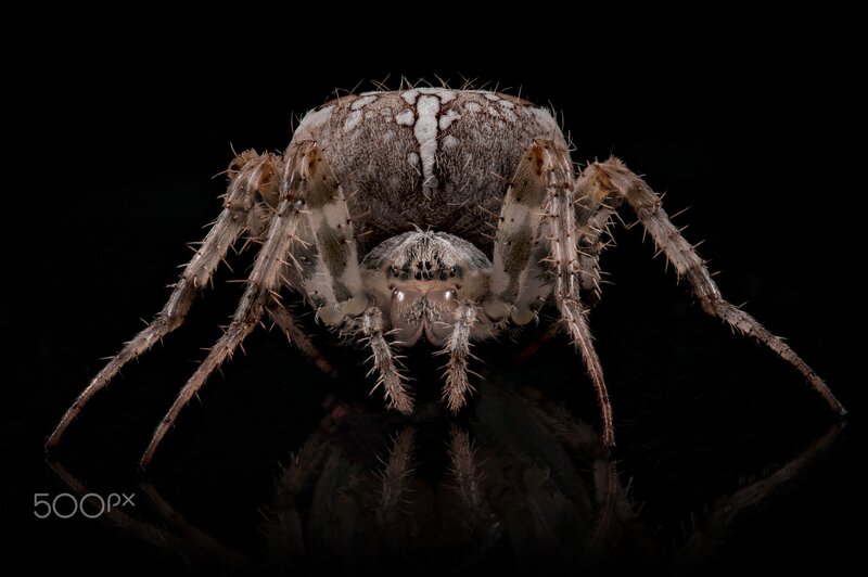 Spider on Black Surface
