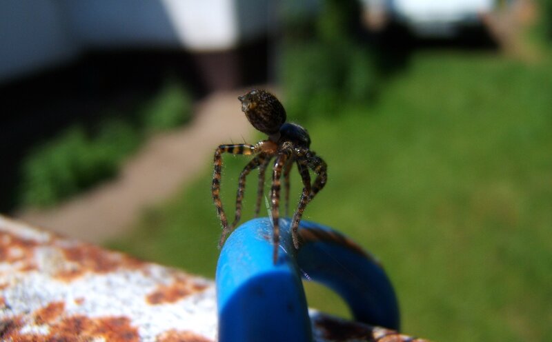 spider on blue handle