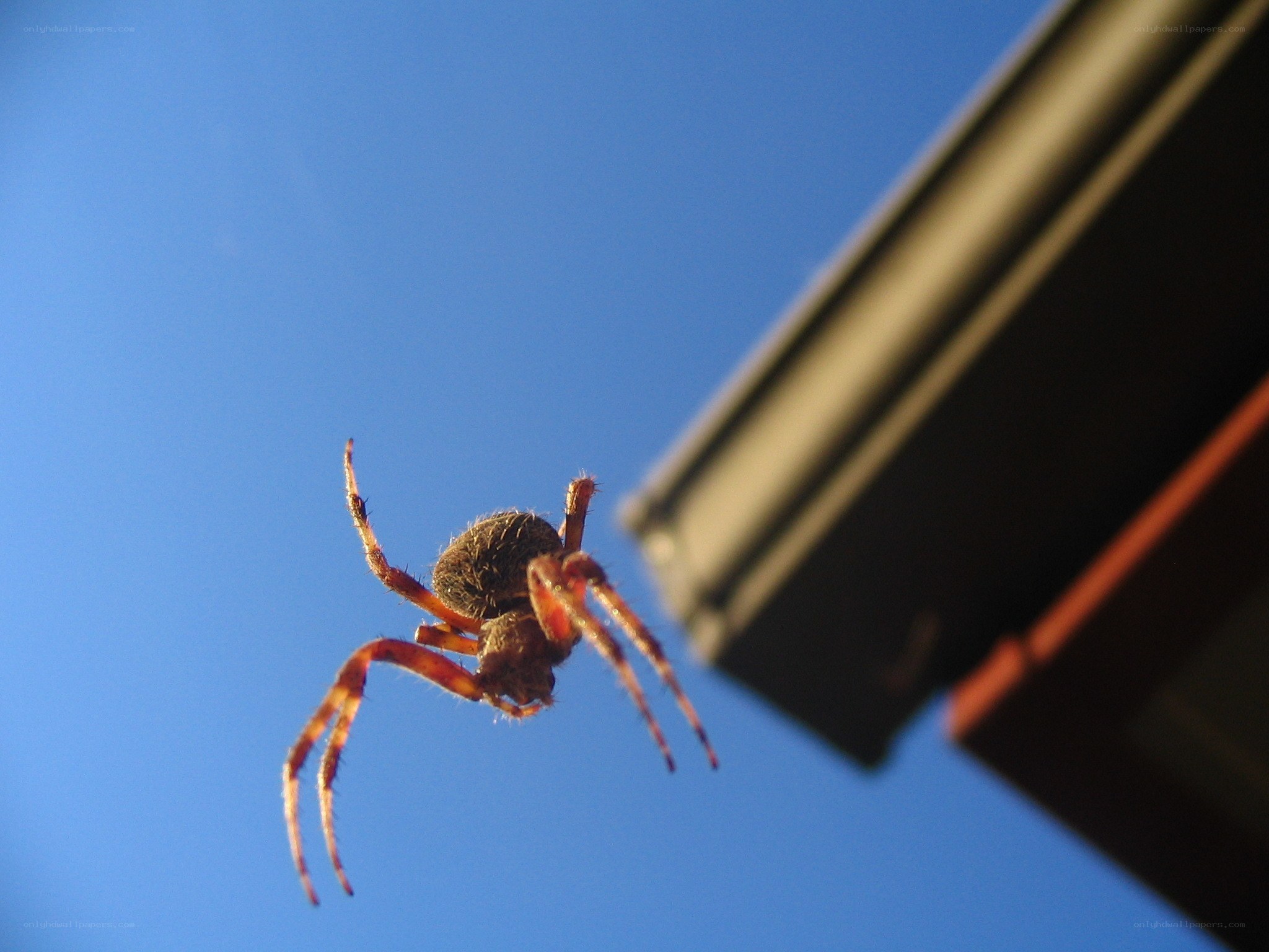 spider on blue sky