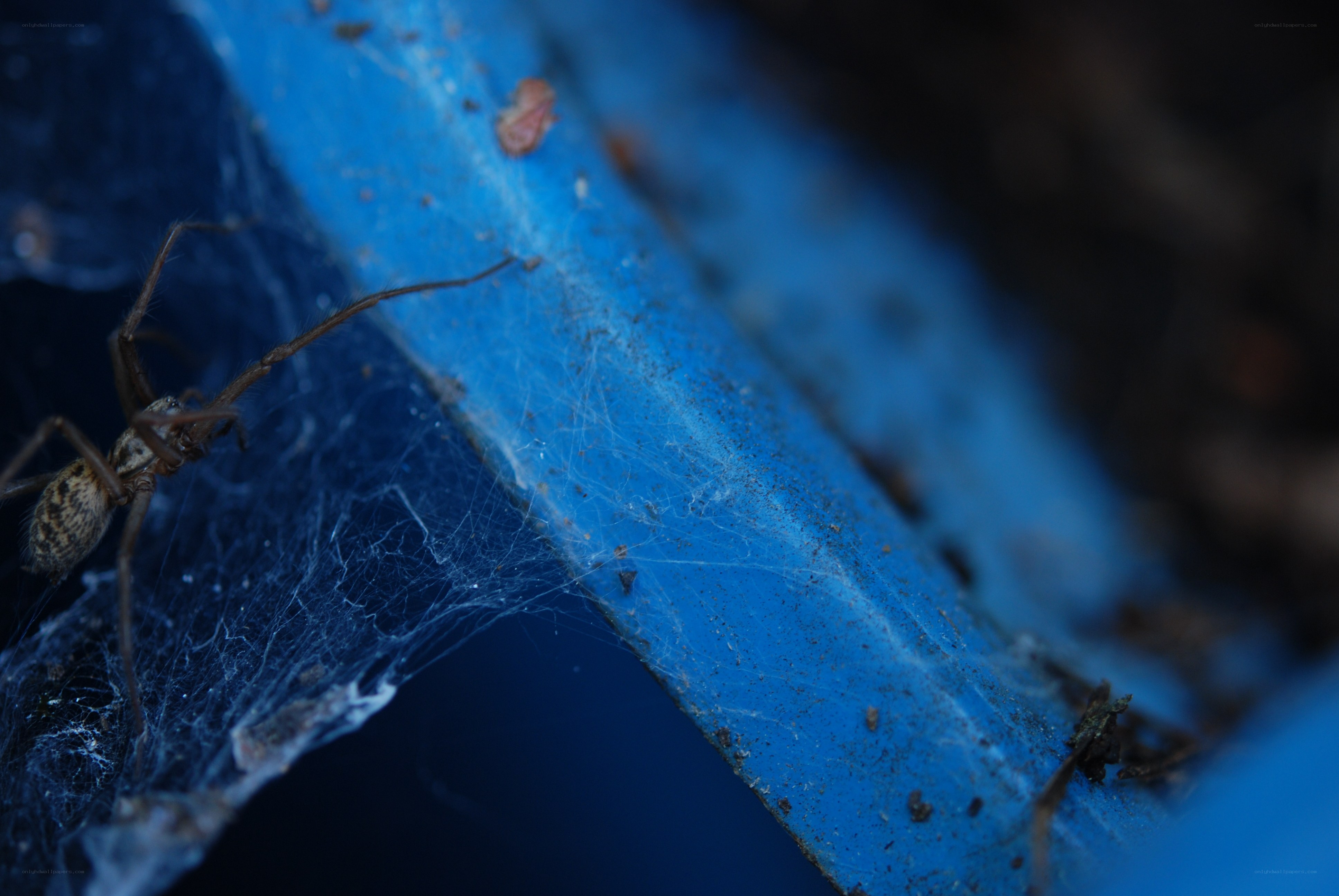 Spider on blue surface