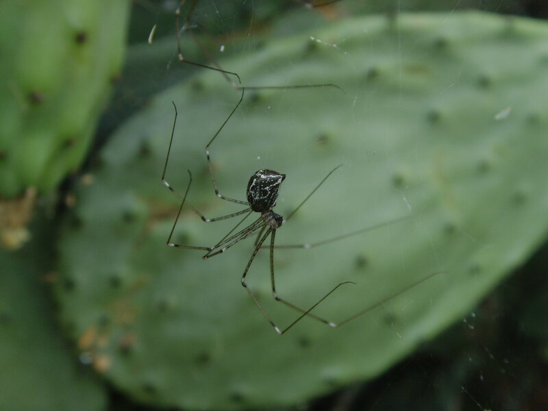 spider on cactus web