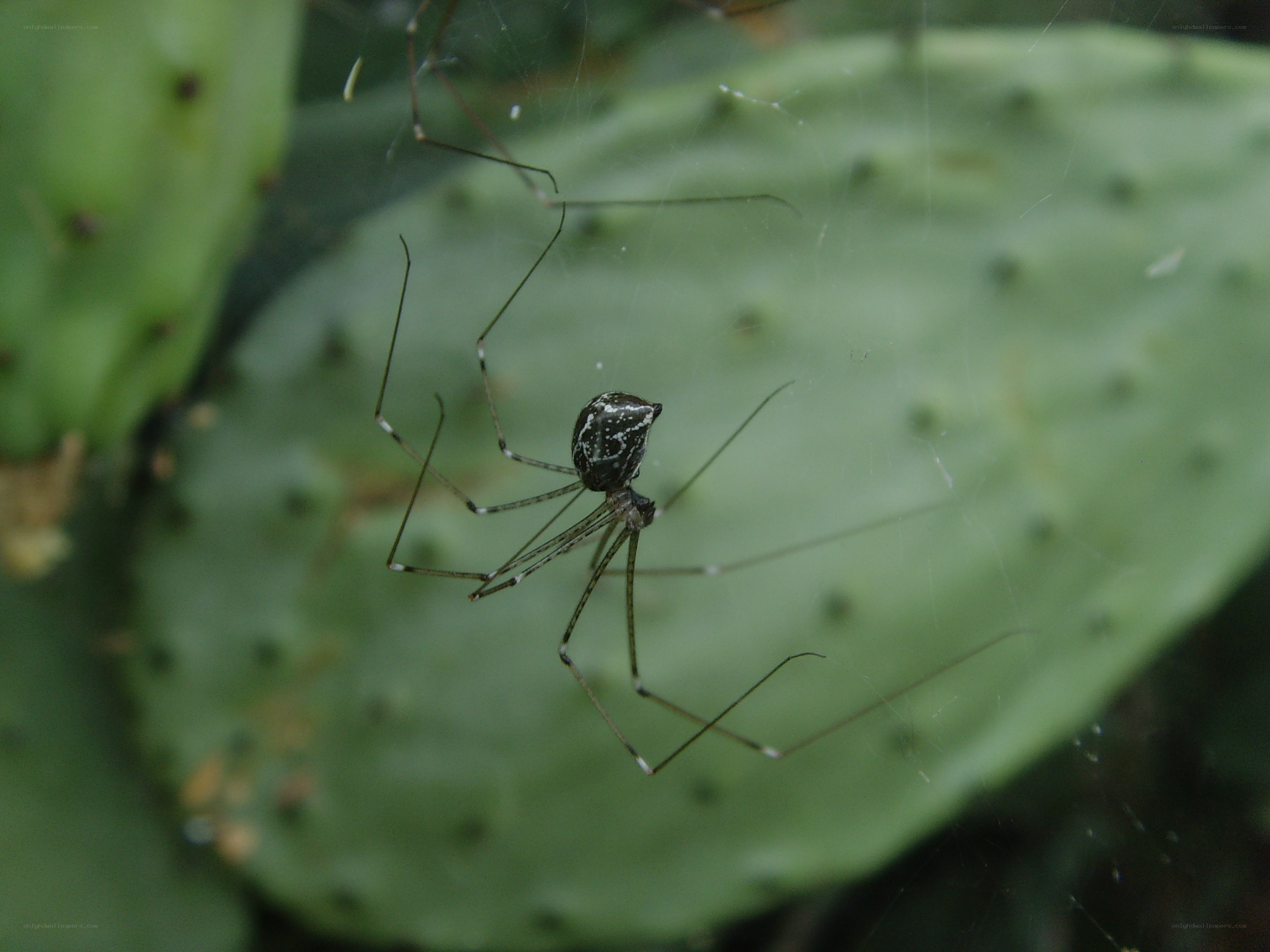 spider on cactus web